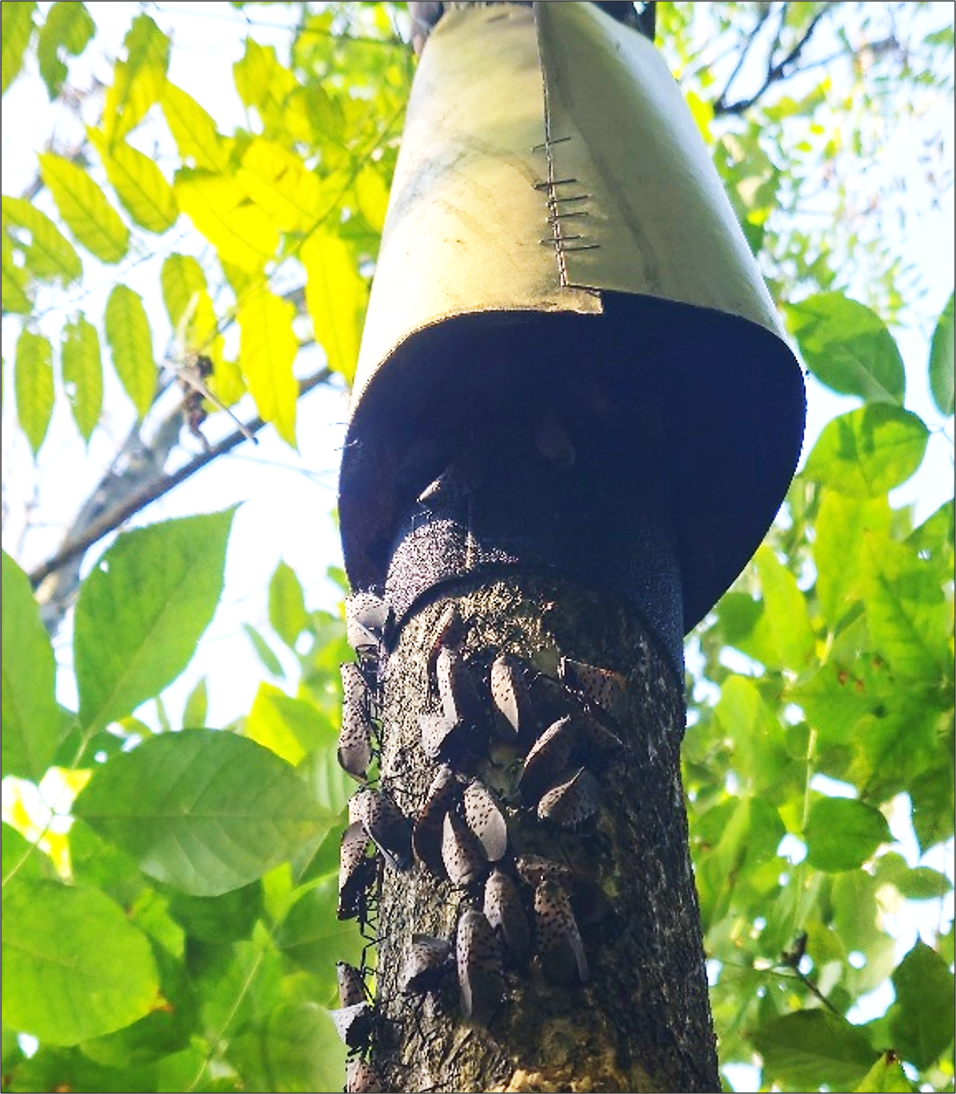 Adult SLF gathering below a lampshade trap